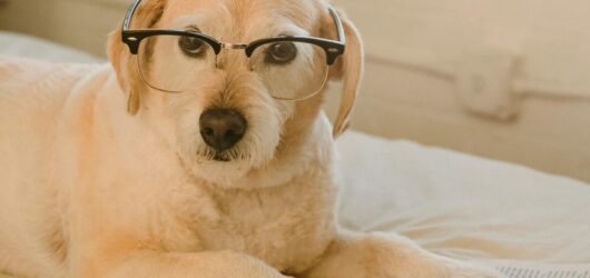 Smart Glasses, 아슬아슬한 기술·산업·디자인의 만남